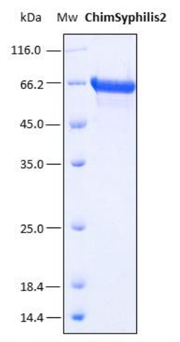 SDS-PAGE analysis (15%) of 3 μL of recombinant ChimSyphilis2. Purity is > 95% as determined by gel electrophoresis.